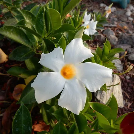 Florida 公寓